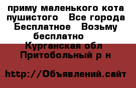 приму маленького кота пушистого - Все города Бесплатное » Возьму бесплатно   . Курганская обл.,Притобольный р-н